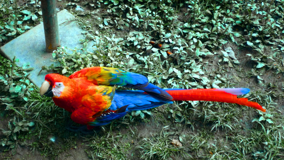Caracas Zoologico 022